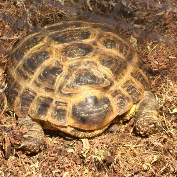 Meet your Posher, Stephanie - Picture 8 of 10